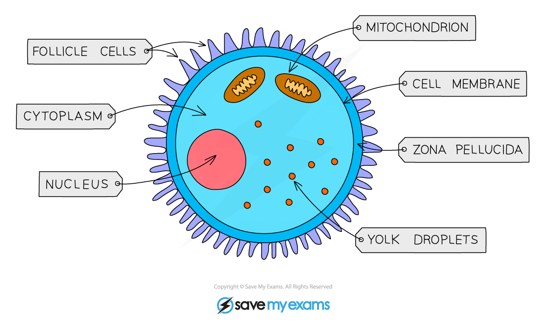 Edexcel IGCSE Biology 复习笔记 2.2.2 Specialised Cells-翰林国际教育