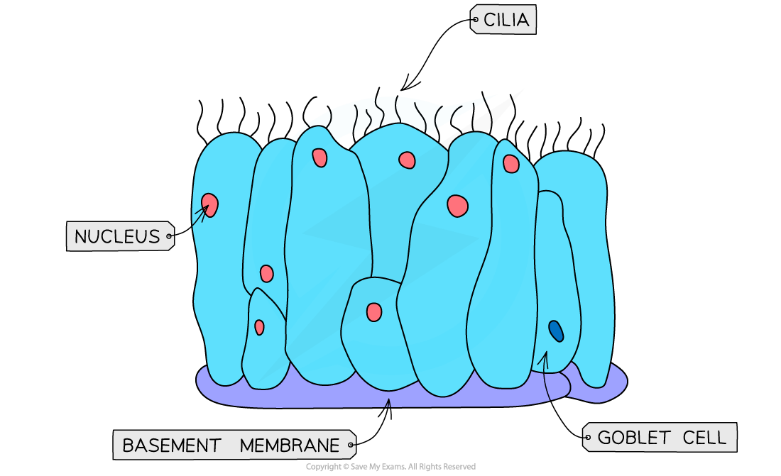 Ciliated-Epithelium_2