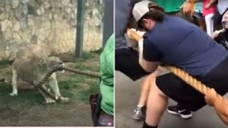 Three Pro-Wrestlers battle a male lion in tug of war