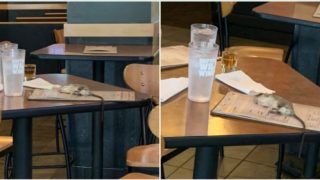 Live rat falls from ceiling onto restaurant table