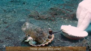 Diver attempts to convince fussy octopus to give up it’s plastic cup armour