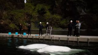 Two Beluga whales have been caught smiling while being rescued from animal performing show