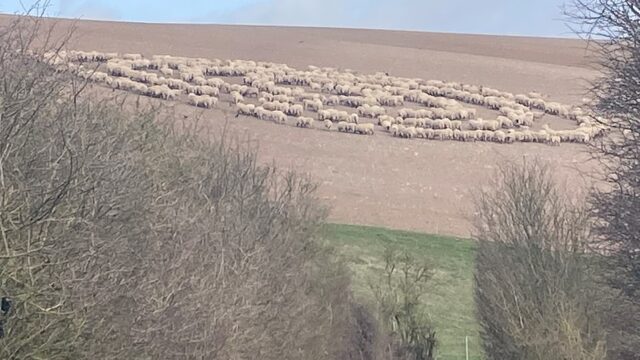 Bloke discovers mysterious “sheep circle” containing hundreds of sheep