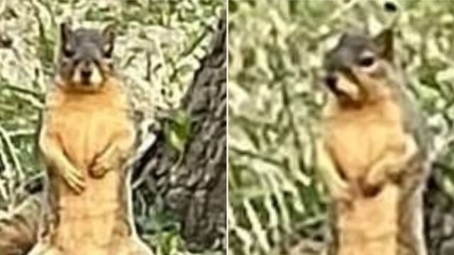 This squirrel was photographed showing off his bloody big nuts