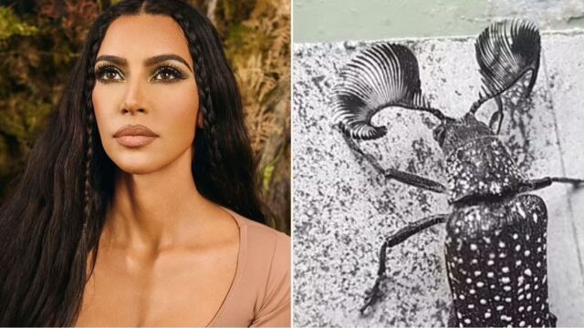 Meet the Aussie beetle giving Kim Kardashian a run for her money!