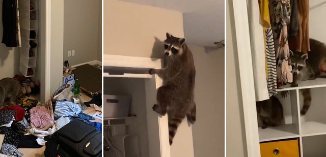 Sheila live tweets from her bedroom as racoons break into her NY apartment