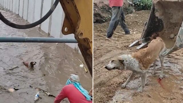 Bloody legends use digger to save dog from drowning