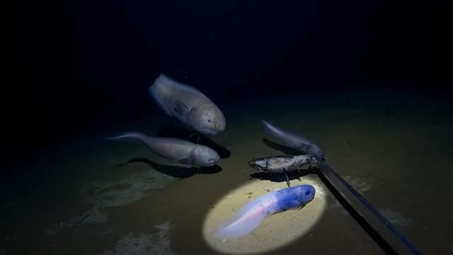 Scientists find deepest fish ever caught off Australian coast