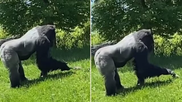 This silverback gorilla and groundhog are best mates!