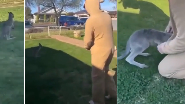 Baby roo won’t leave backyard, so bloke puts on onesie to see what happens