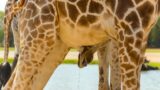 Male giraffes headbutt females until they pee, then drink it before mating