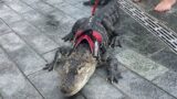 Bloke’s “emotional support alligator” astonishes patrons of US water park