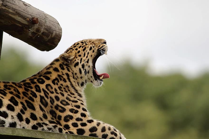 leopardo, Gato grande, manchas, naturaleza, animal, natural, mamífero, salvaje, depredador, carnívoro, fauna silvestre