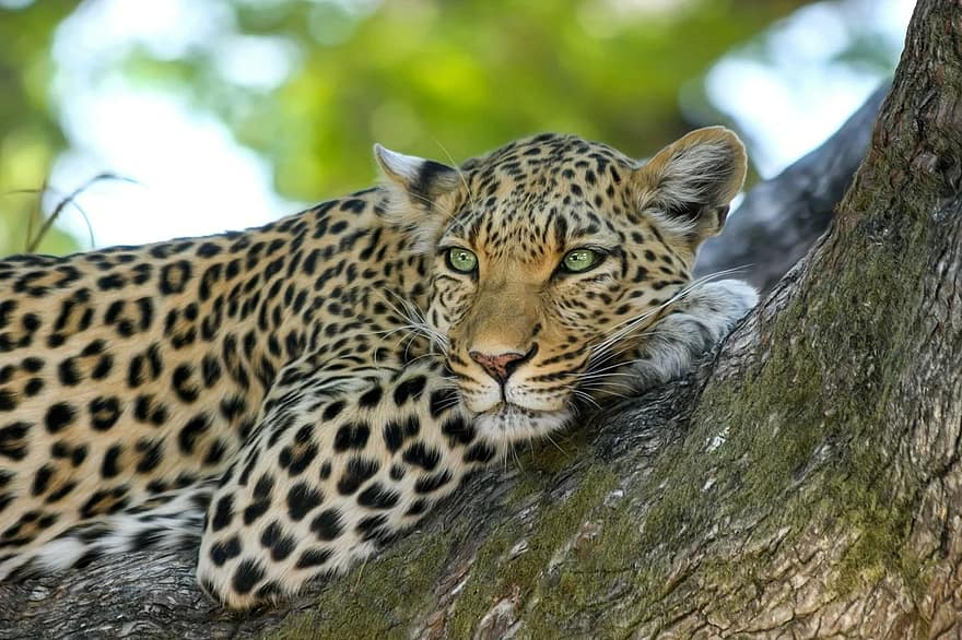 leopardo, gato montés, Gato grande, botswana, África, safari, delta del okavango, parque Nacional, desierto, naturaleza