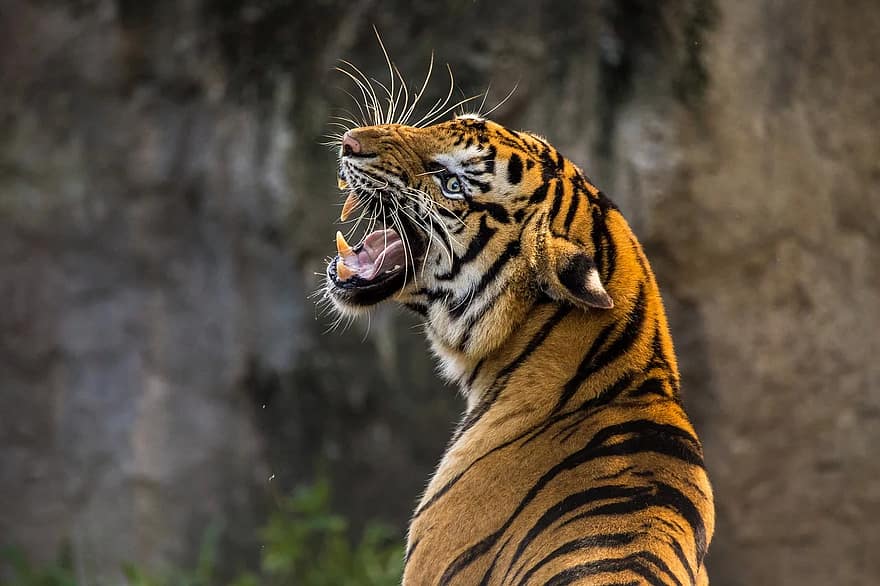 Tigre, gato, Gato grande, animal, depredador, rugido, animal salvaje, zoo, pie, diente