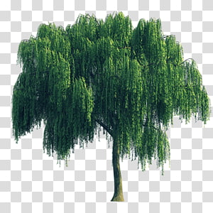 clipart weeping willow tree