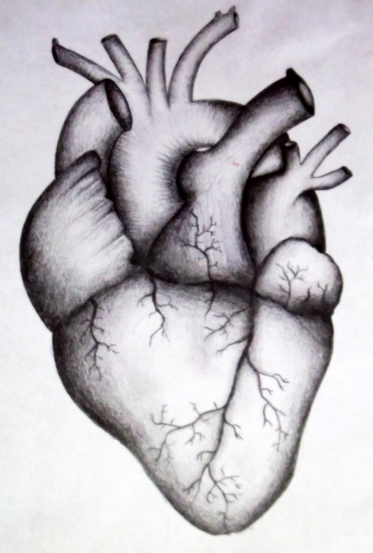 Simple Human Heart Drawing Color