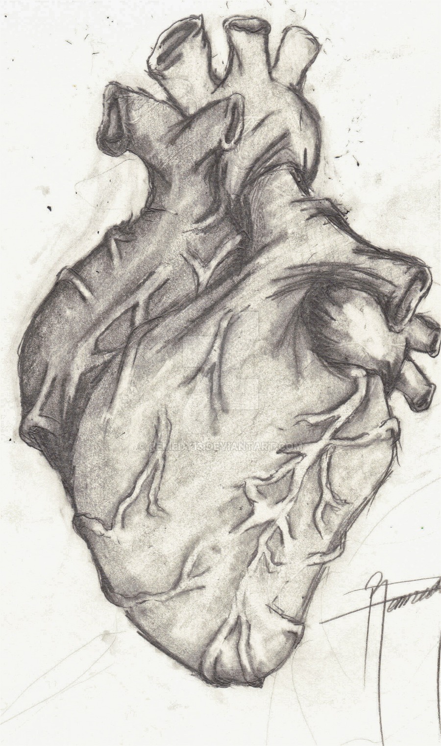 Human Heart Pencil Drawing