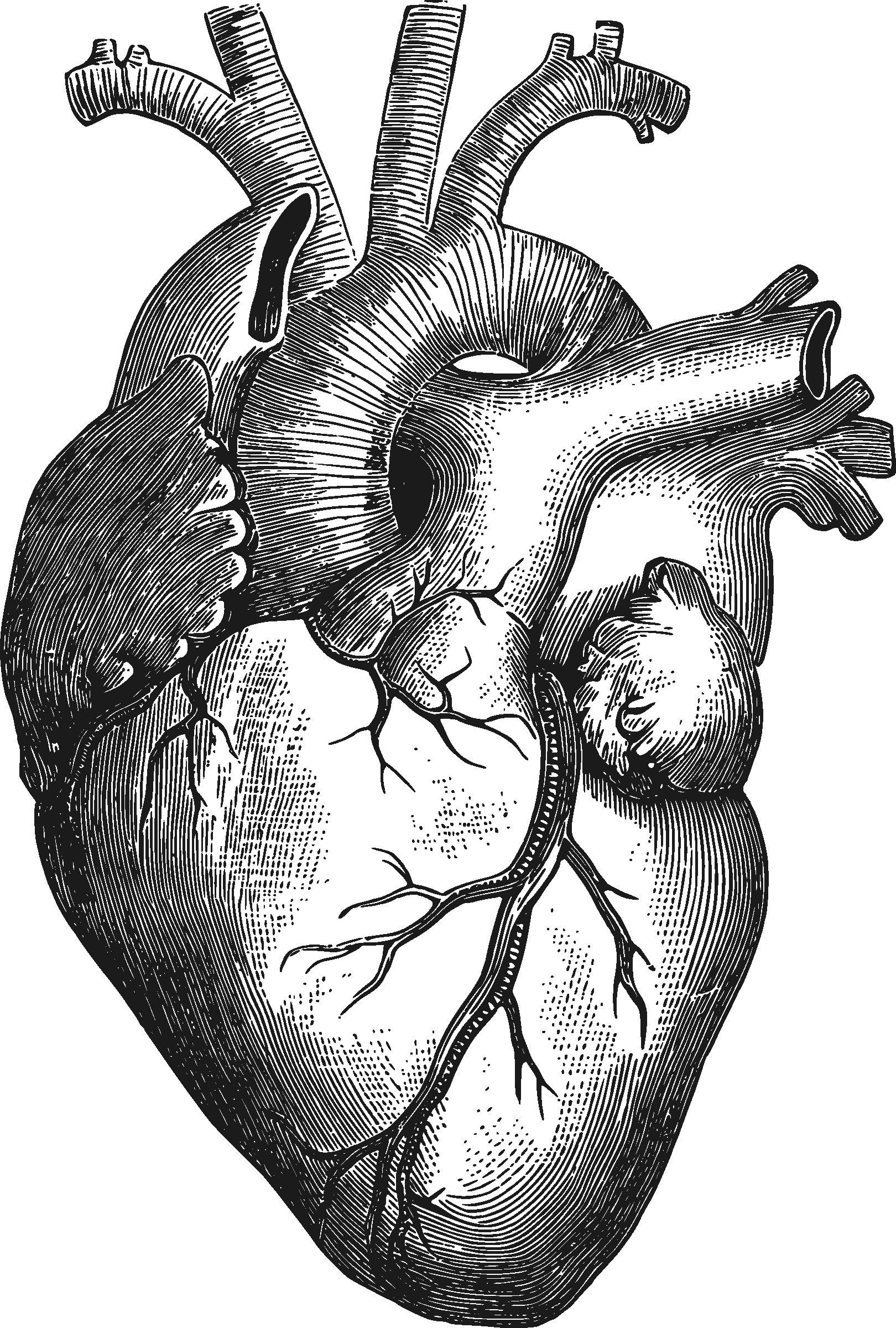 How To Draw Human Heart Diagram