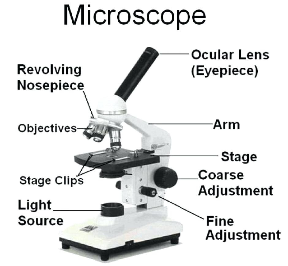 Dissecting Microscope Labeled Diagram Micropedia | Images and Photos finder