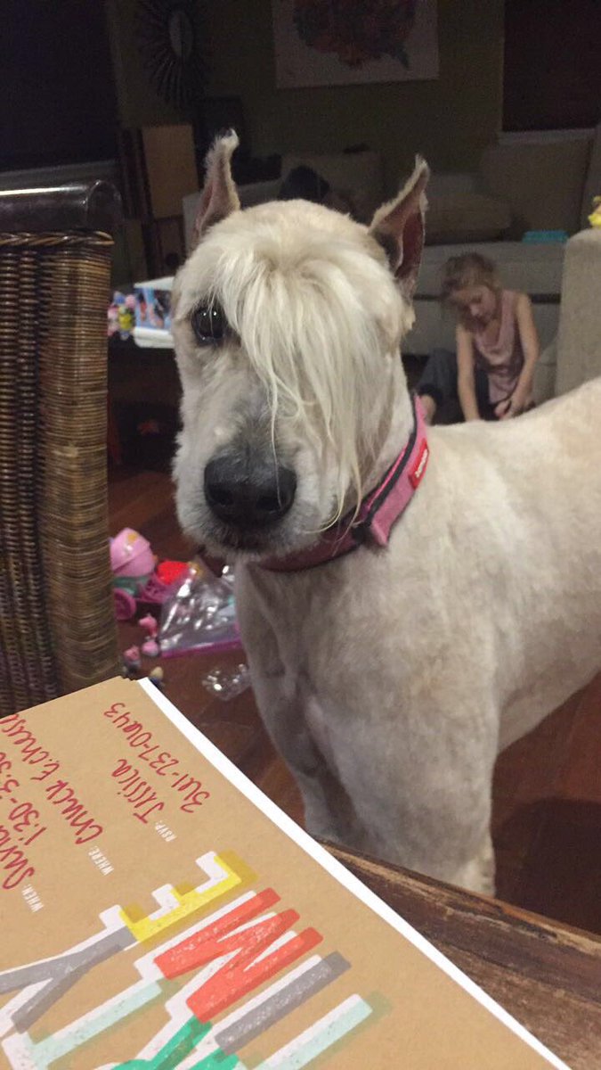 emo dog haircut