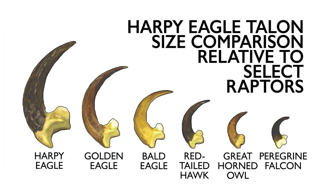 Harpy Eagle Size Comparison