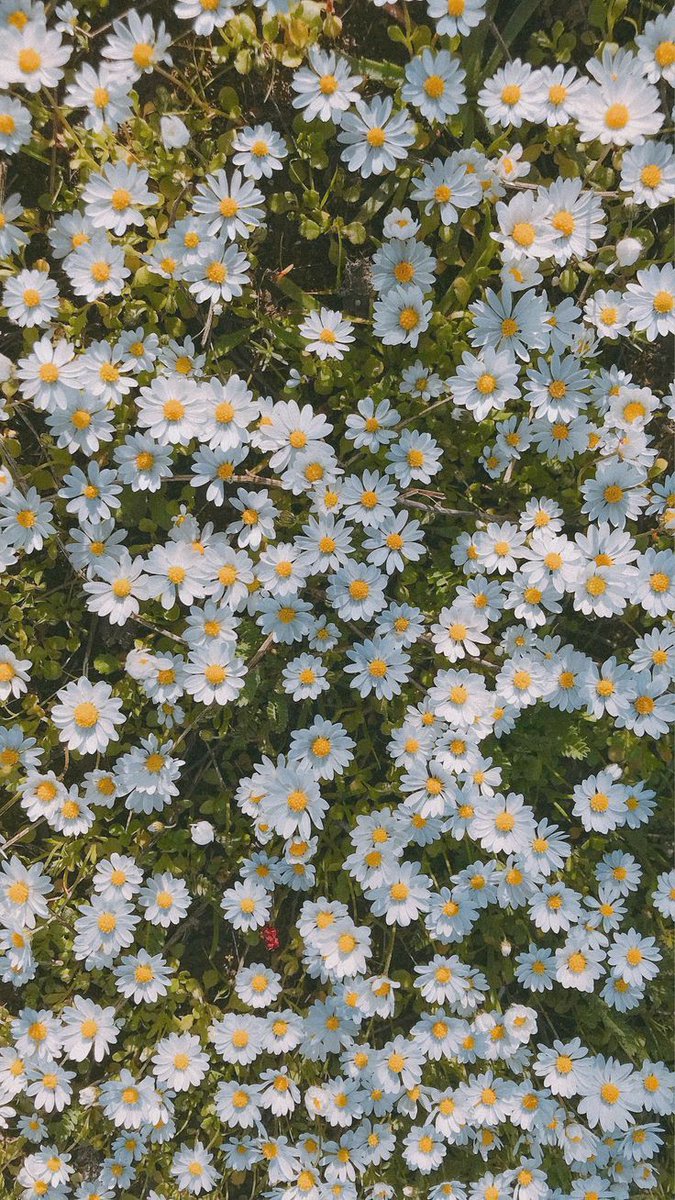 Top 48+ imagen aesthetic daisy background - thpthoangvanthu.edu.vn