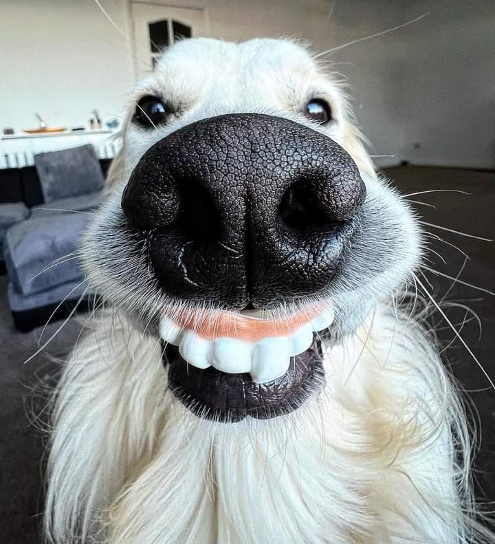 Funny Dog Smiling Teeth