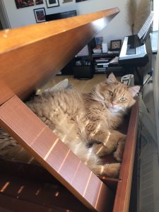 An orange cat sunning himself inside an open drafting desk.
