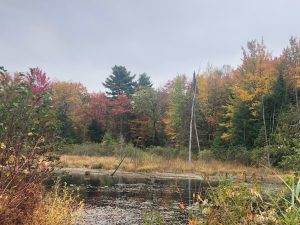 Maple trees in the fall, with leaves in bright colours.  Taken in Voyageur Provincial Park in Ontario, Canada.
