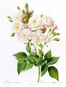 Z - Redoute -rosa-noisettiana-pierre-joseph-redoute