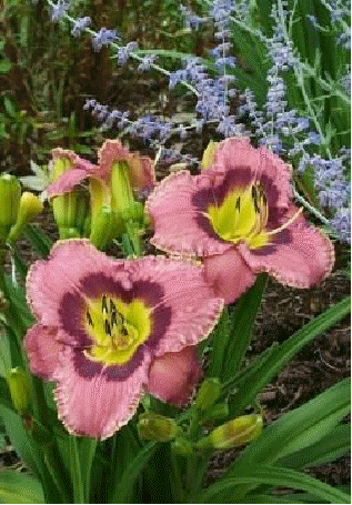 Daylily 'Always Afternoon'