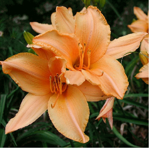 Daylily 'Ruffled Apricot'