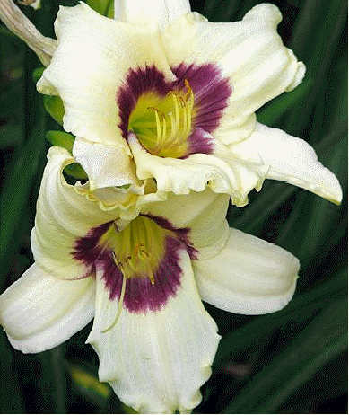 Daylily 'Pandora's Box'