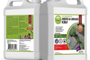 Best Weed Killers 2024