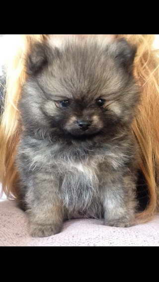 Grey Pomeranian Puppies