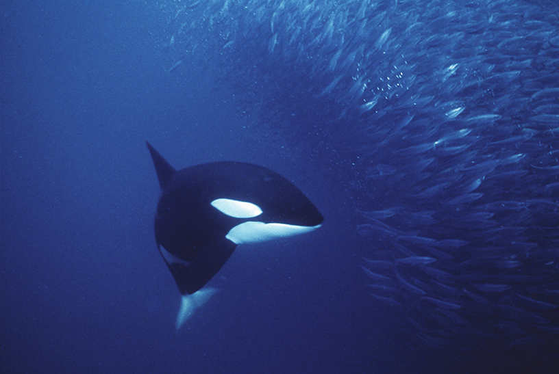 Orca feeding