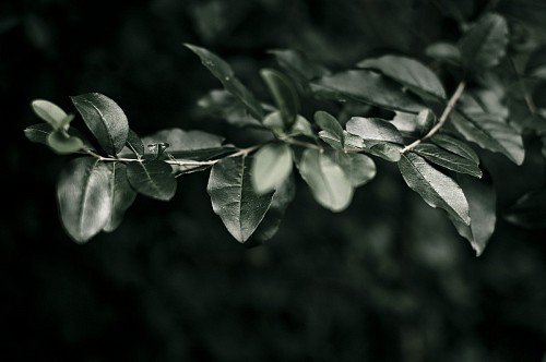 backgrounds dark leaves freshness close-up leaf nature plant