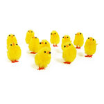 Yellow Chicks On White Background