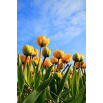 Yellow tulips and sky