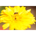 Yellow flower and a bee