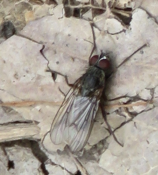 Moscas de las flores (Anthomyiidae)