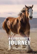 A Clydesdale's Journey (C)