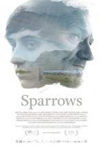 Sparrows 