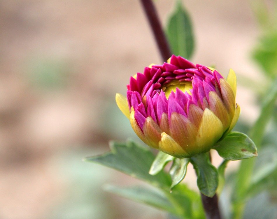 Flower bud on stem