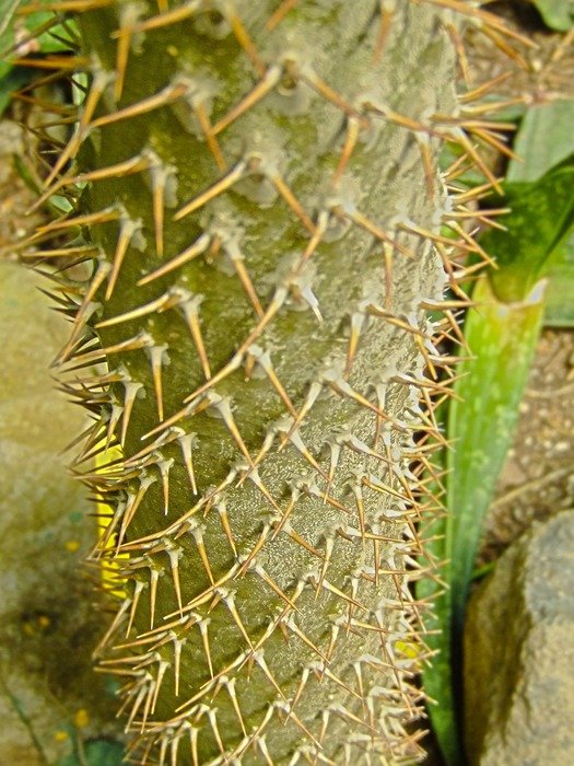 nice cactus stem