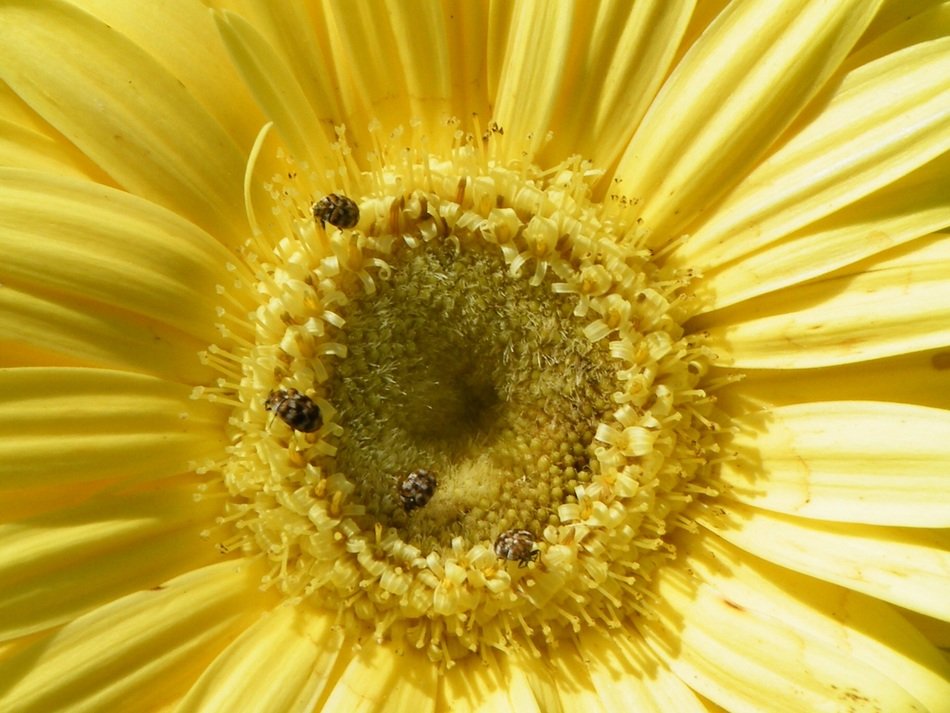 nice sunflower