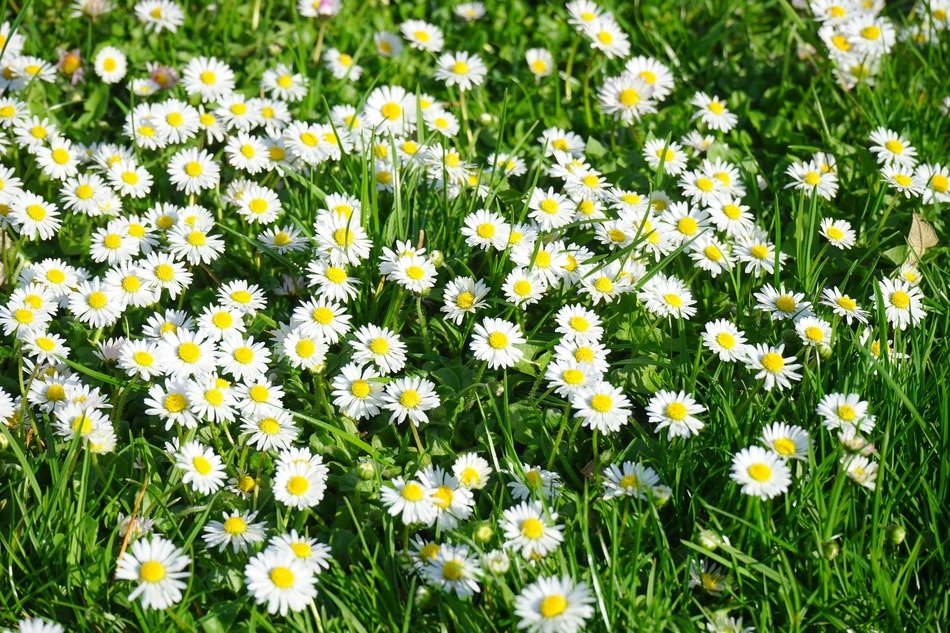 Field of white flowering daisies free image download