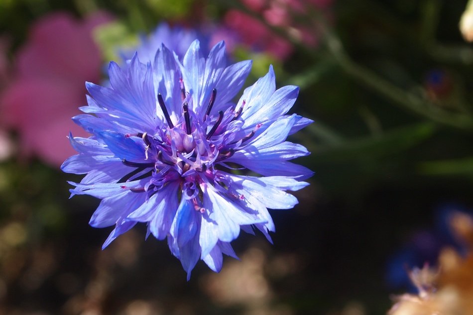 nice cornflower