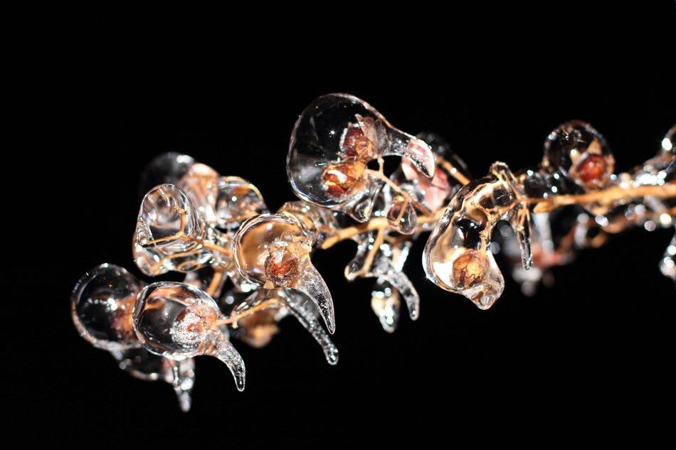 frozen buds on a branch